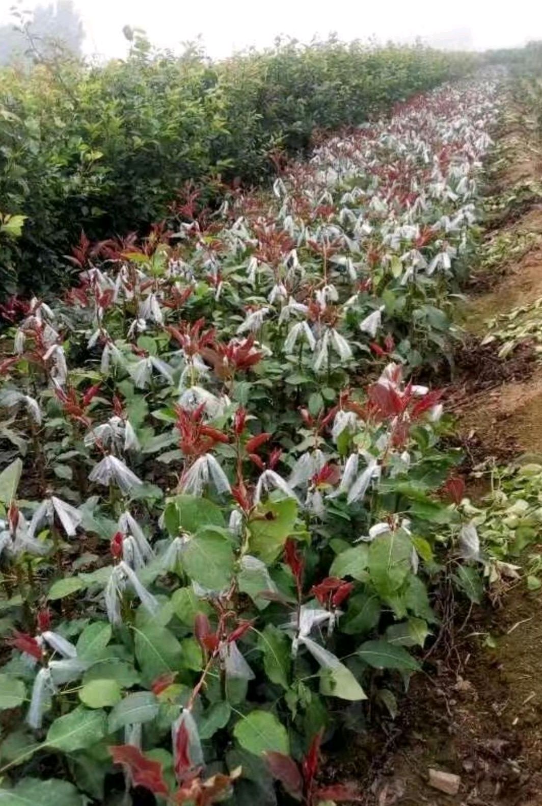 早酥红梨苗 1~1.5米