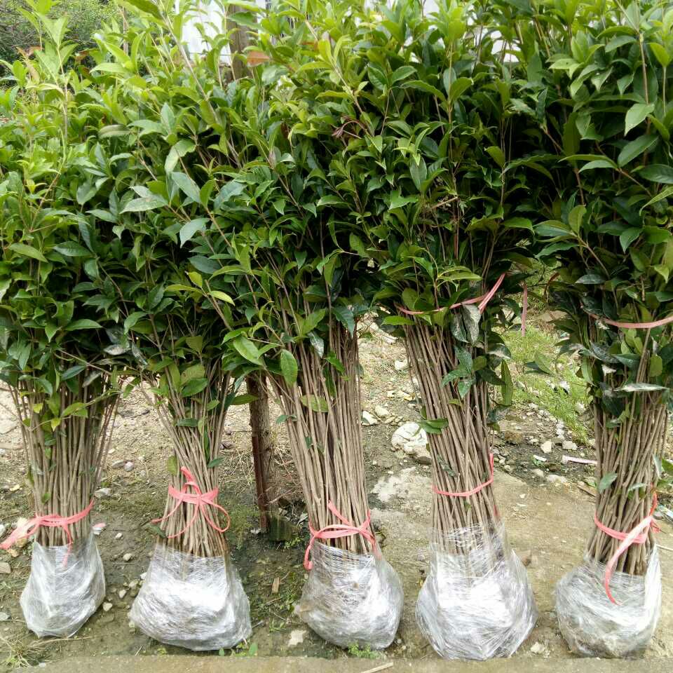 桂花树苗  八月黄花金桂花树小苗