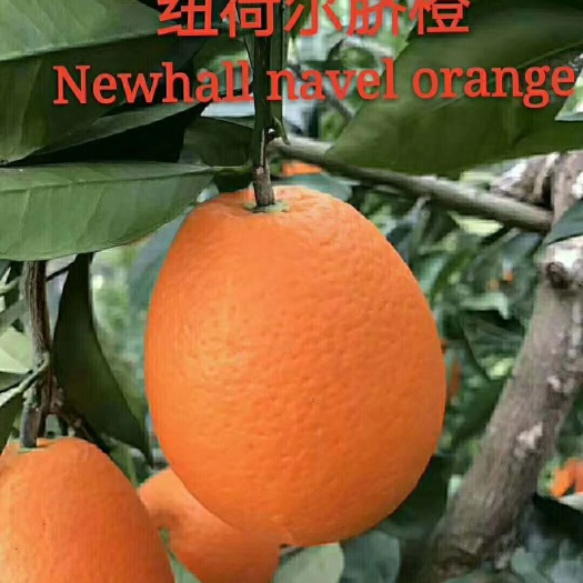 枝江市脐橙树苗  纽荷尔脐橙苗0.8-2公分粗精品苗
