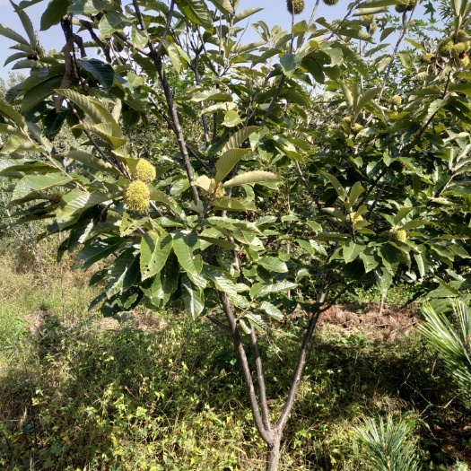泰安泰山板栗苗 嫁接苗 1.5~2米 