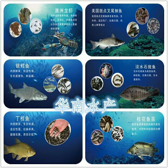 斑鳜 人工养殖 0.8斤以下