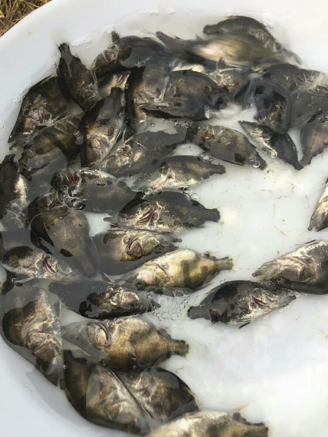 斑鳜 人工养殖 0.8斤以下