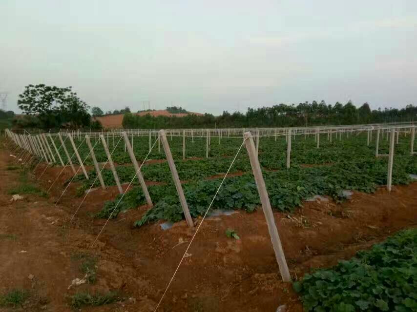 大棚  猕猴桃，火龙果，百香果，葡萄等架子