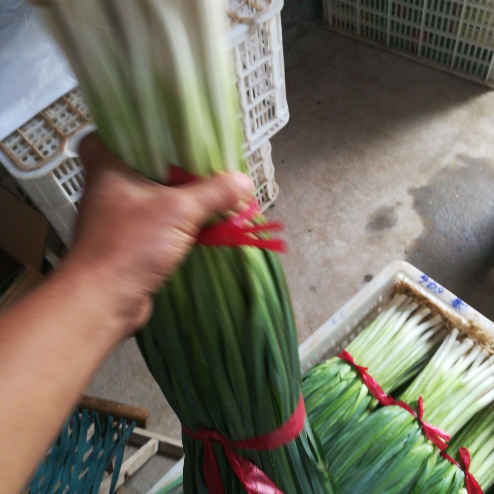 白根蒜苗 50 - 60cm