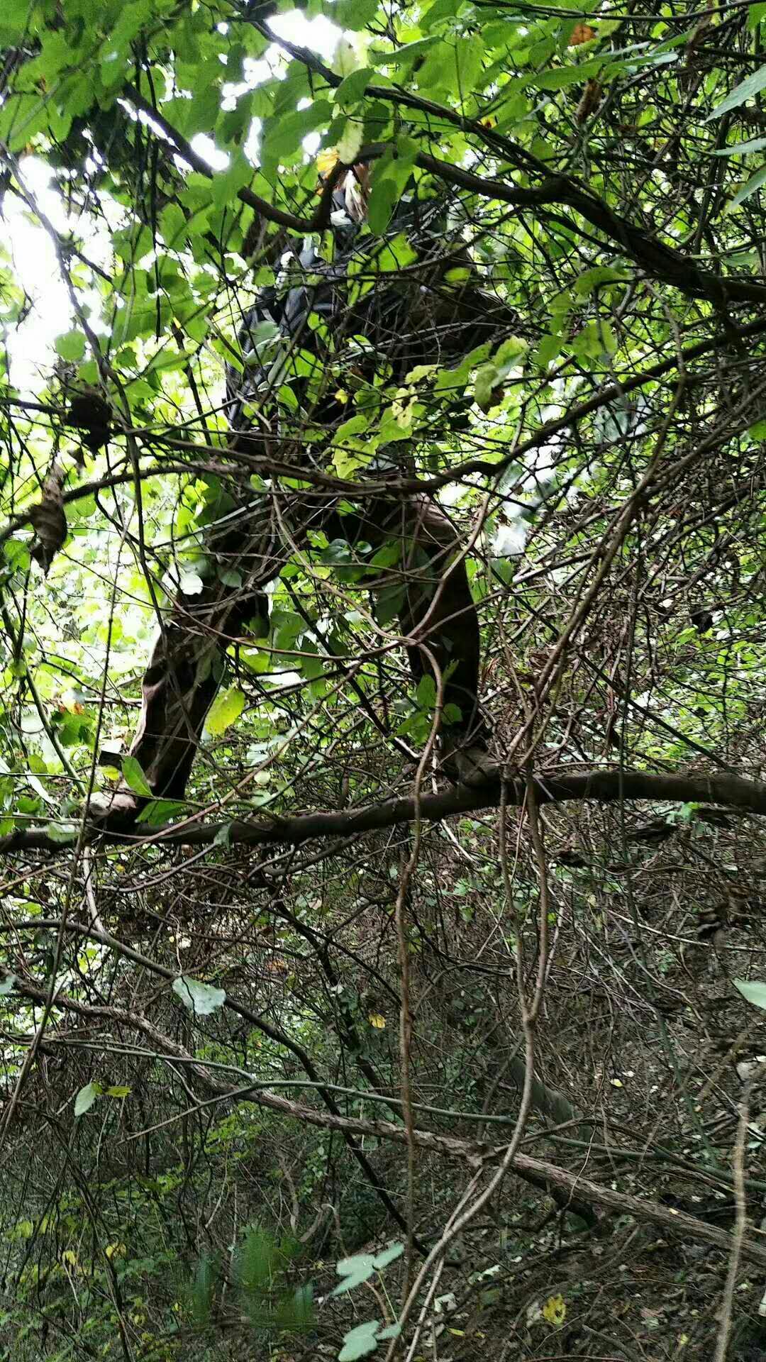 野生猕猴桃 60克以下