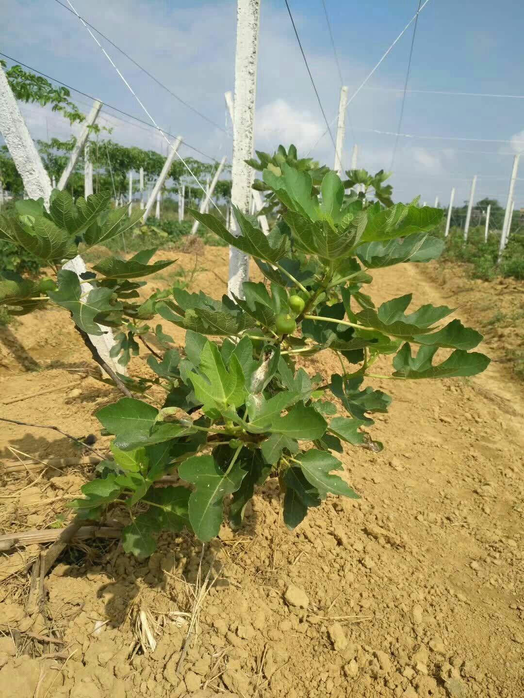 单体棚 猕猴桃架子，火龙果，百香果，葡萄各种架子