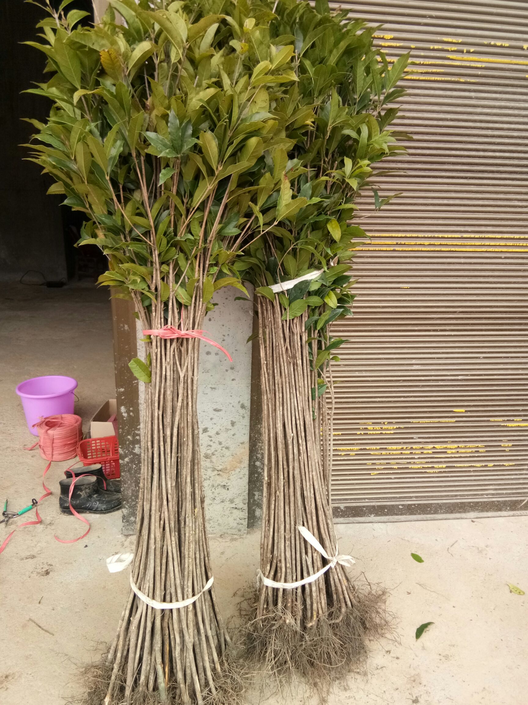 桂花树苗  八月黄花金桂花树小苗