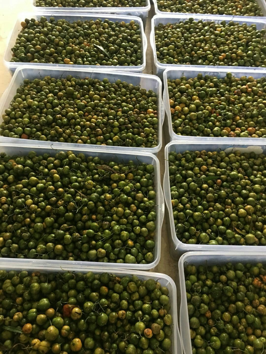 红花滇黄精种子