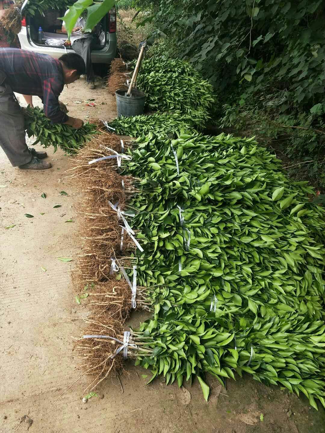 无核沃柑苗 嫁接苗 0.2~0.35米 