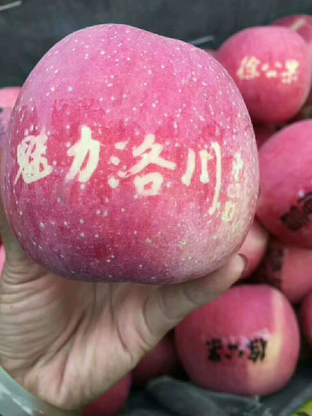 红富士苹果 纸袋 条红 75mm以上 