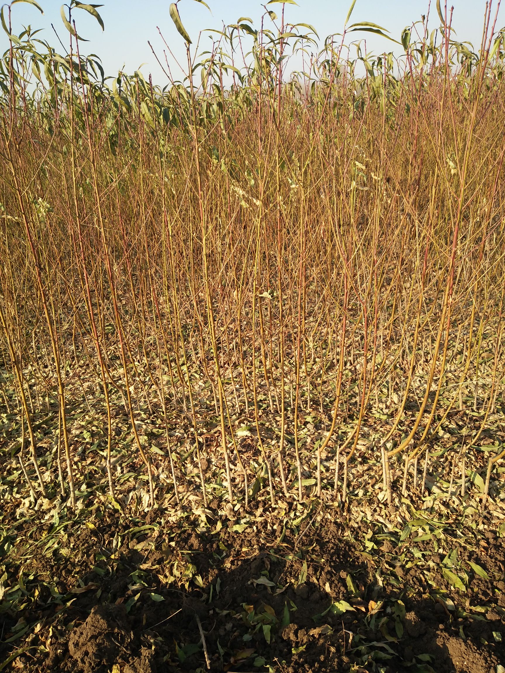 中油蟠7号桃苗 1~1.5米