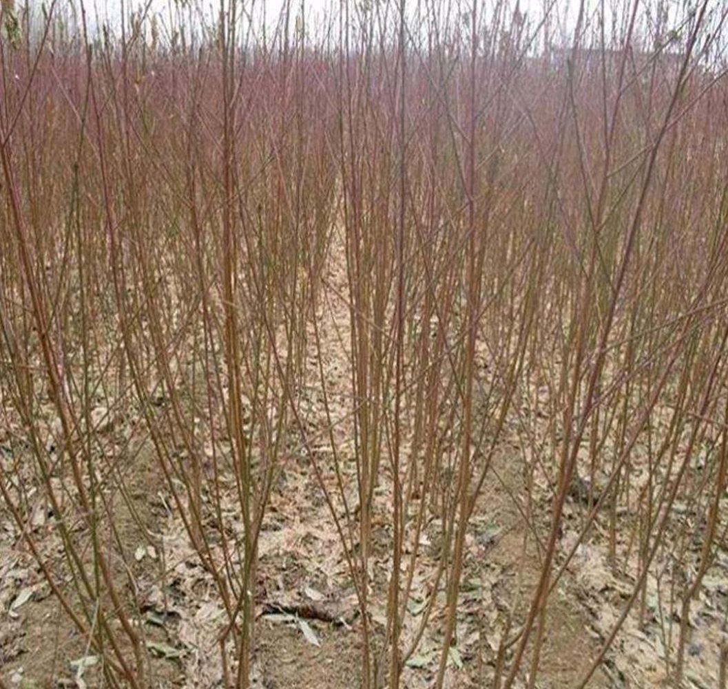 中油蟠7号桃苗 1~1.5米