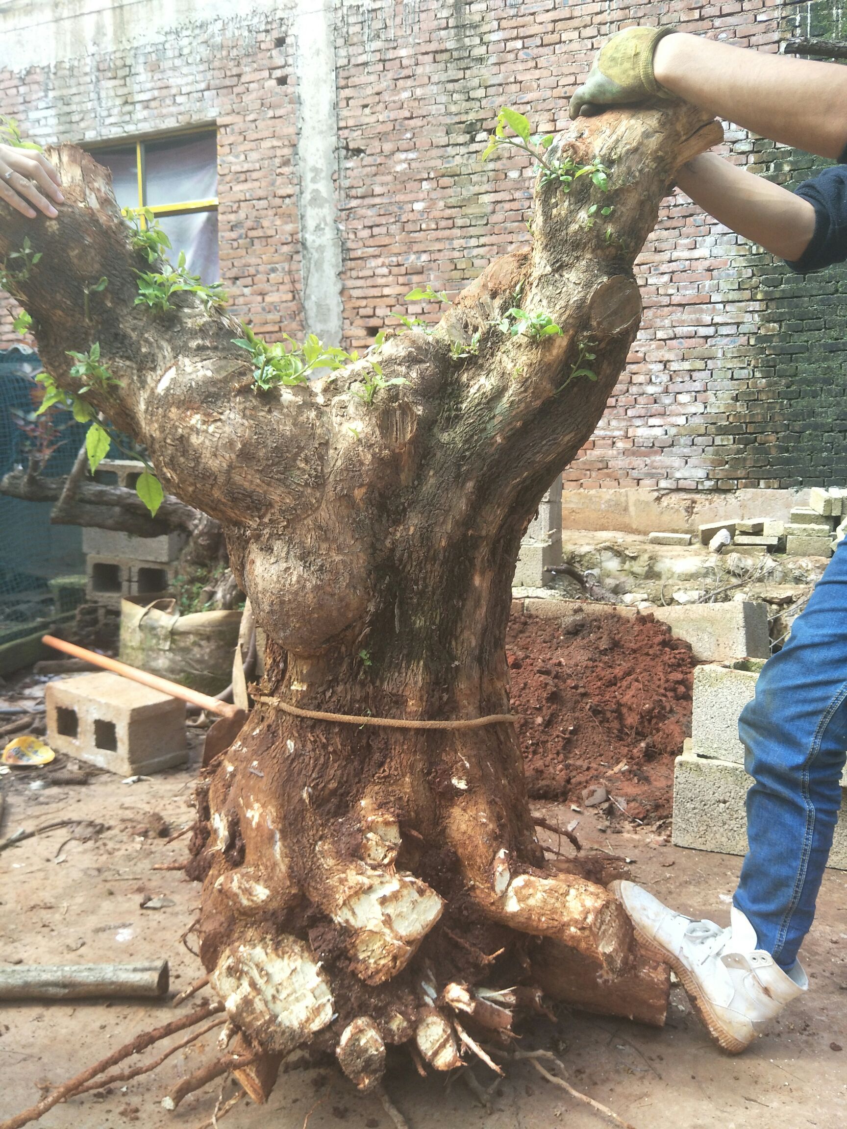 紫红三角梅 1.5~2米