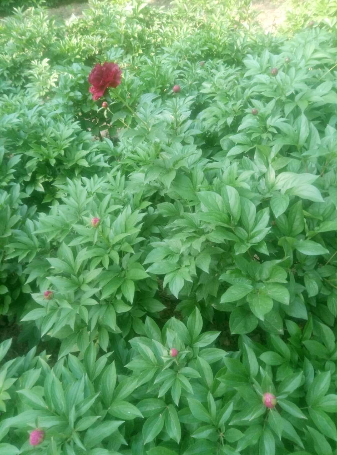  菏泽牡丹芍药基地自产自销精品芍药