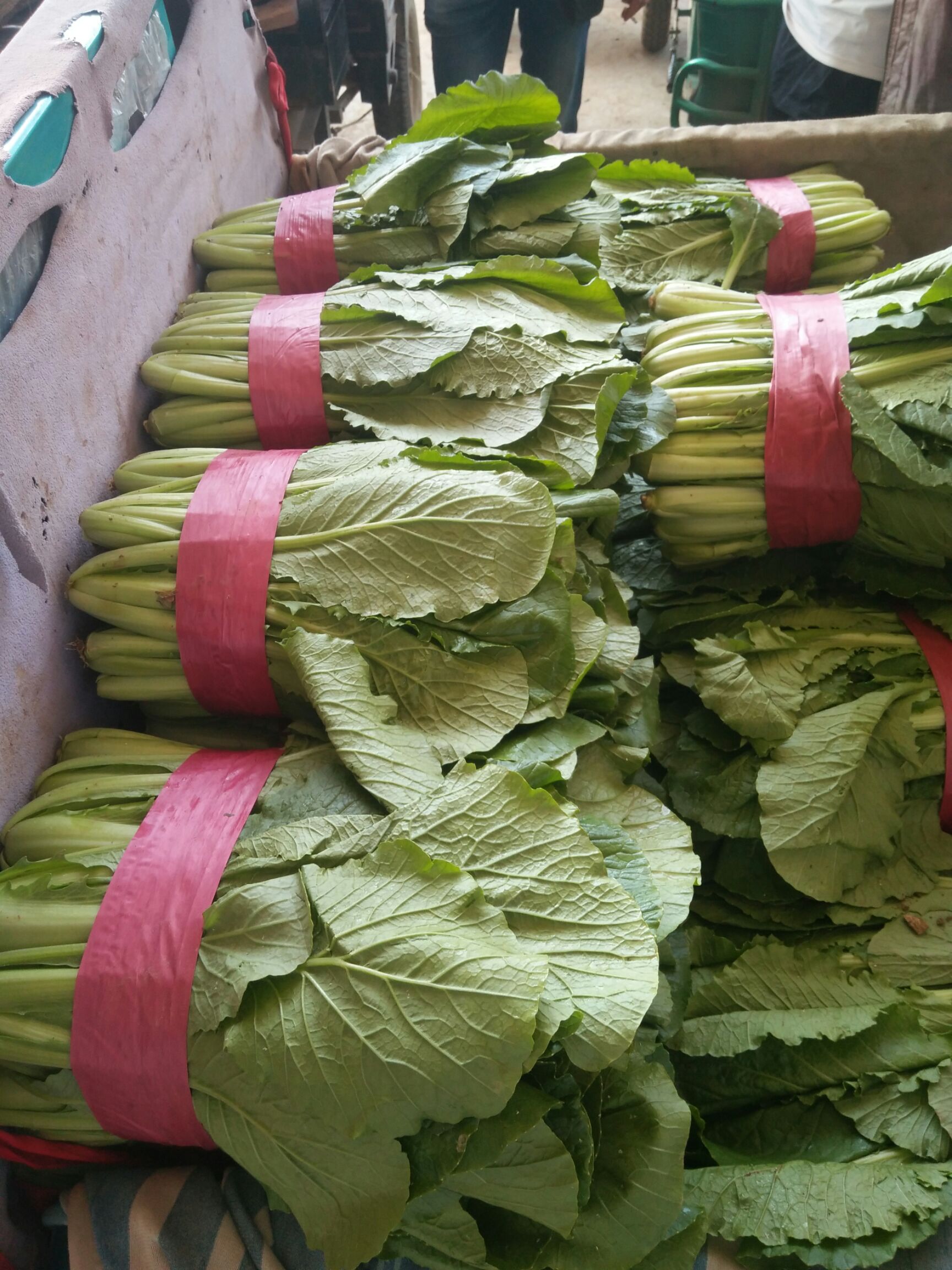 上海青 25~30公分 