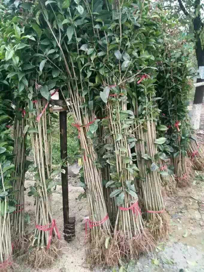 桂花树苗  八月黄花金桂小苗