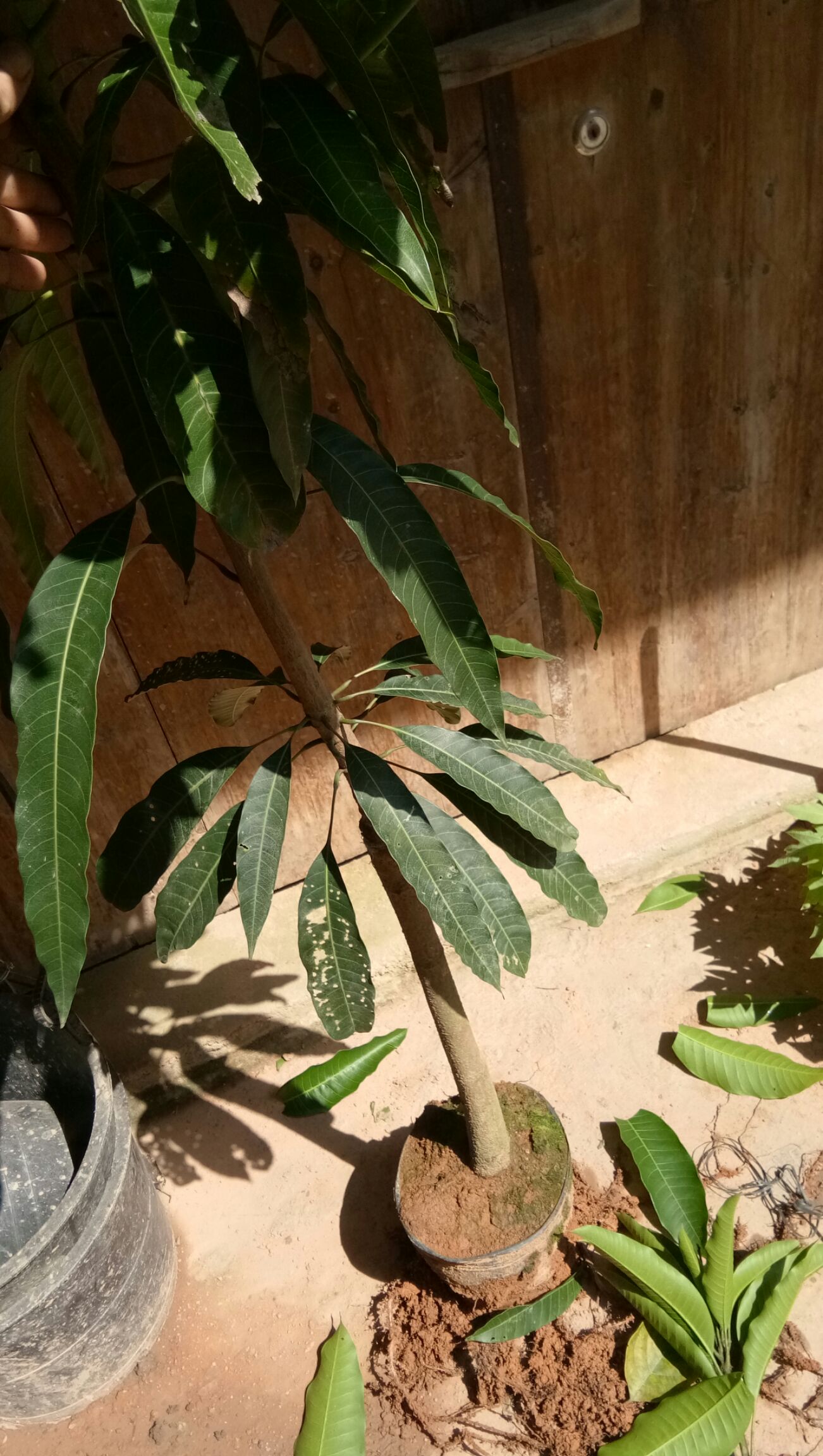 金煌芒果苗