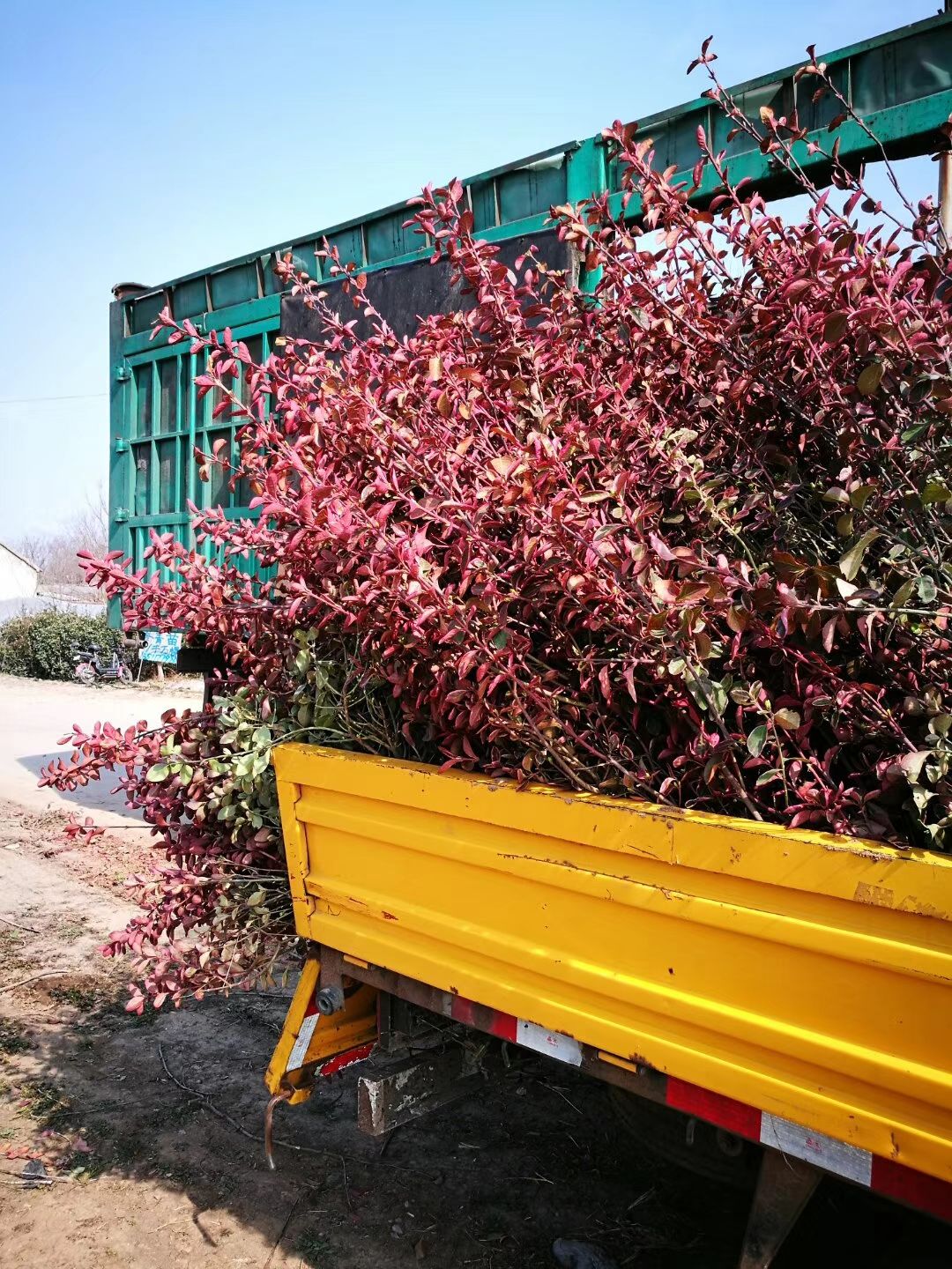 胶东卫矛  火焰卫矛冬红卫矛彩叶