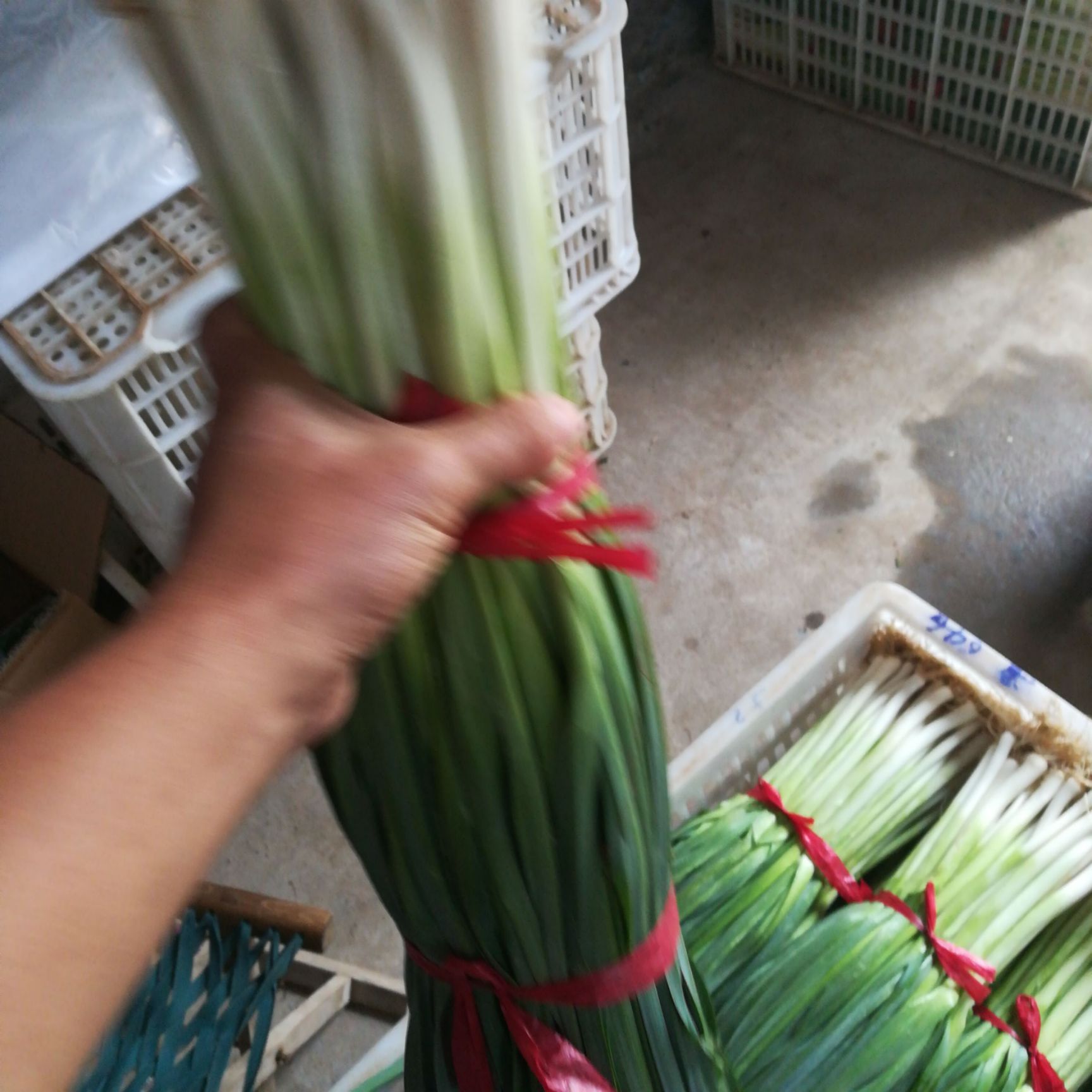 白根蒜苗 50 - 60cm