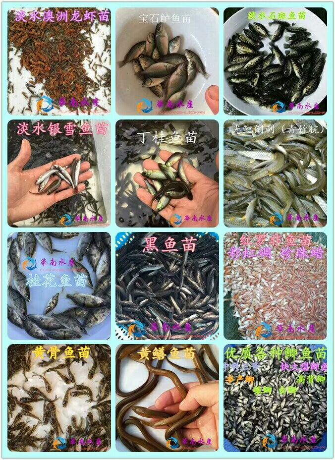 斑鳜 人工养殖 0.8斤以下