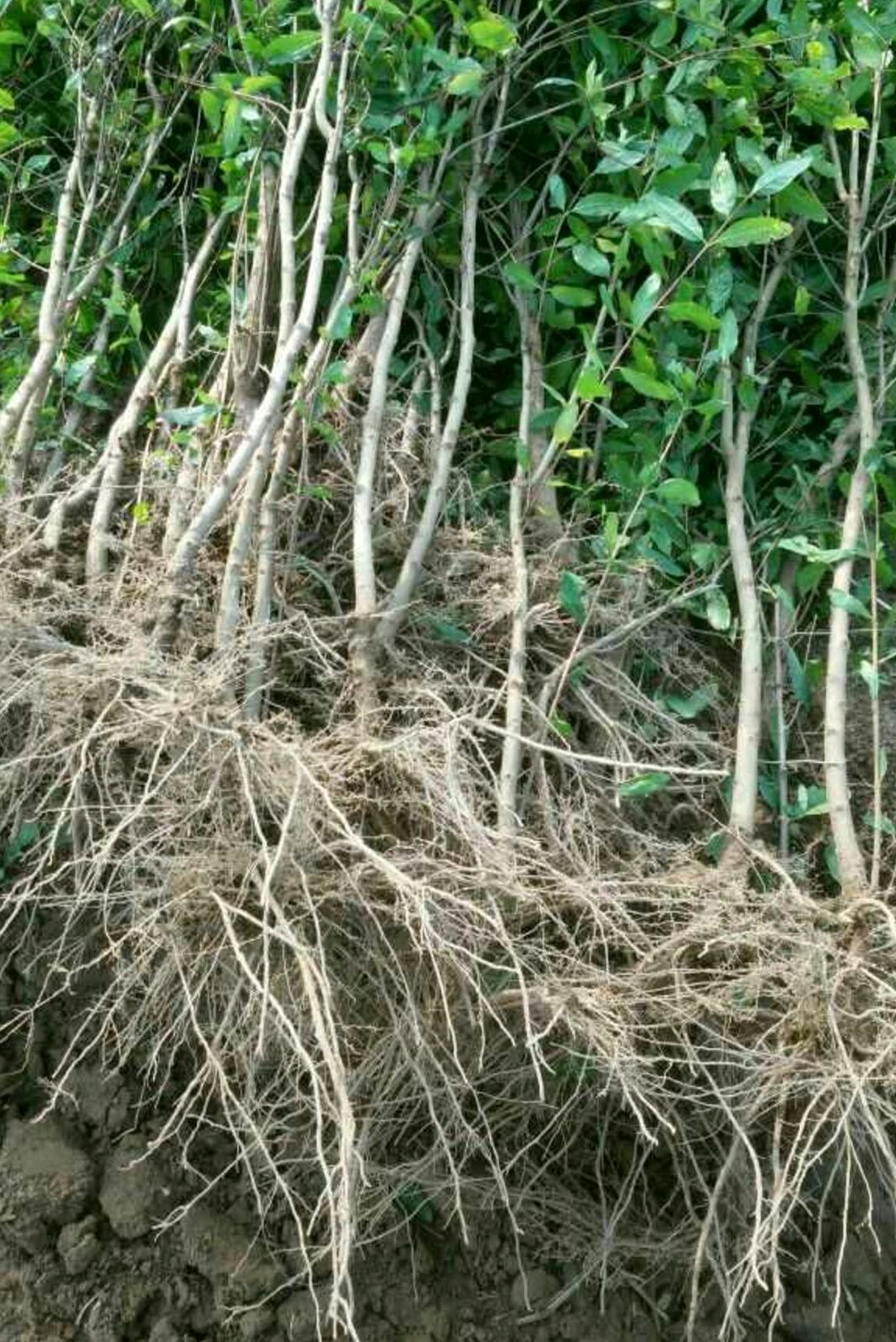 突尼斯软籽石榴树苗