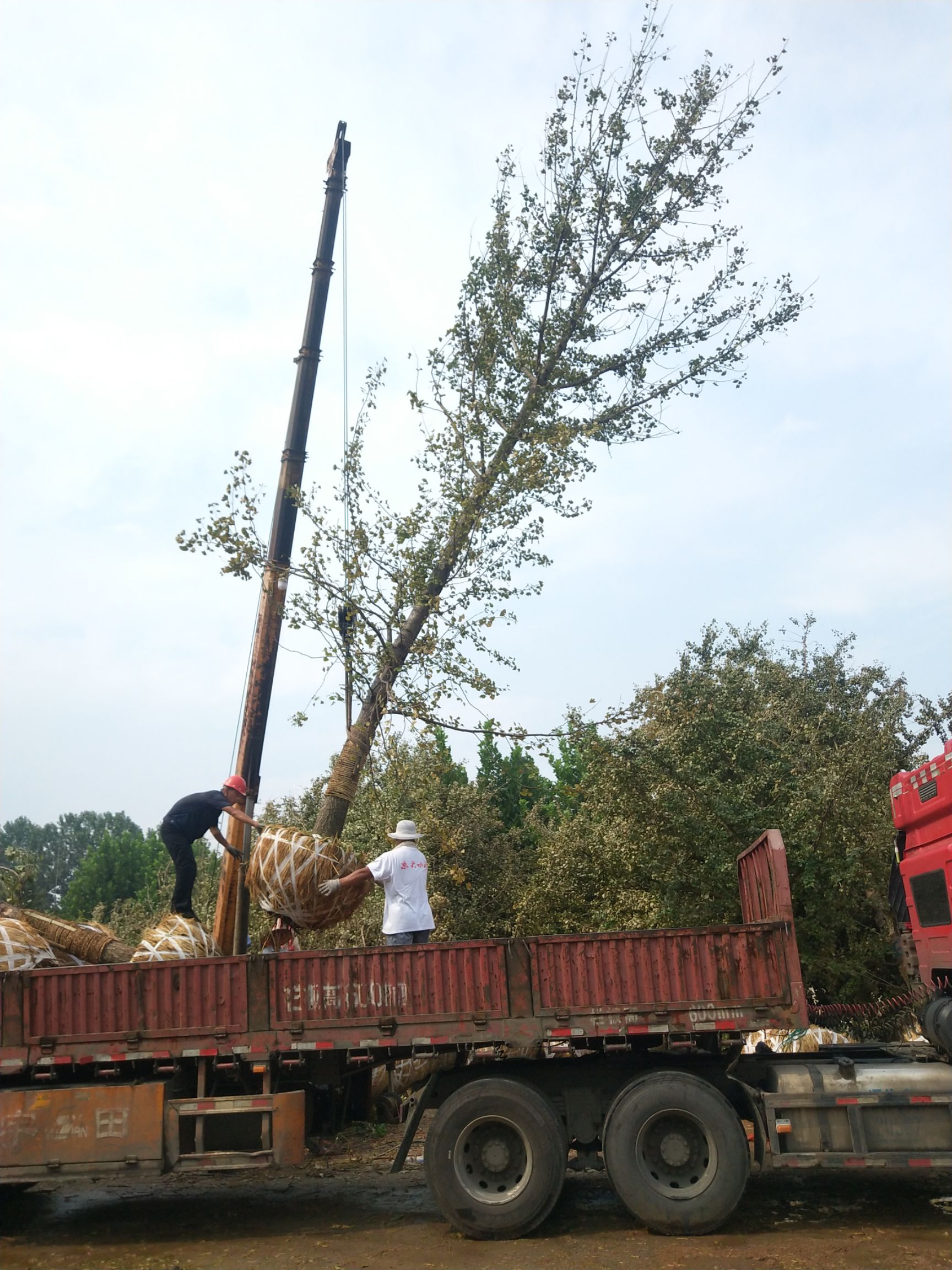 15公分20公分25公分30公分35公分40公分银杏树价格