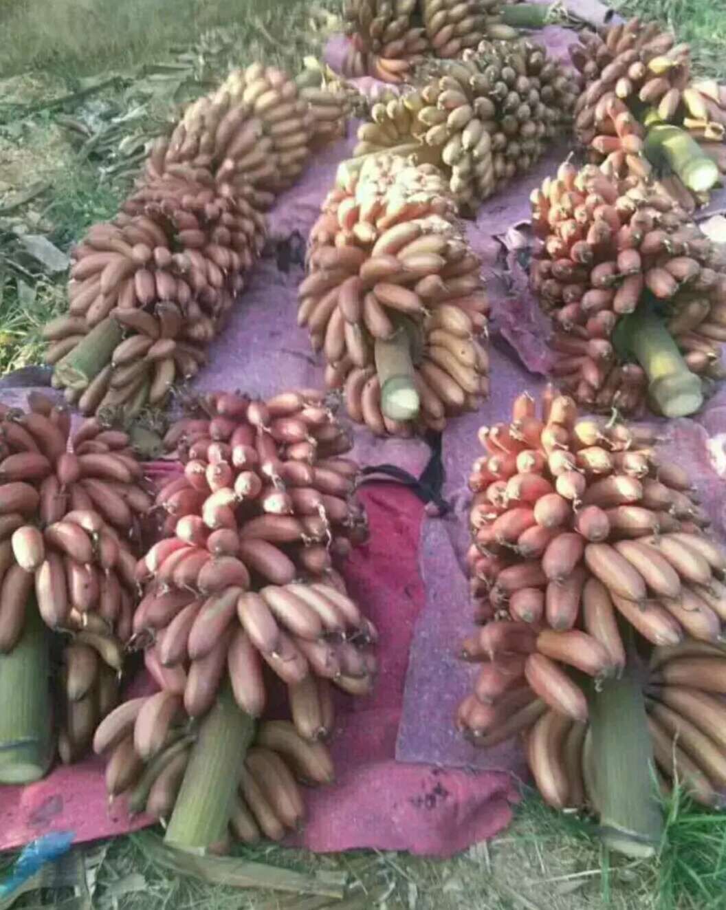 南洋红香蕉苗  该品种以其特有的浅红色果皮为主要特征，果型饱