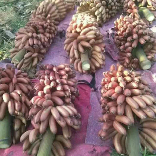 广州红香蕉苗  该品种以其特有的浅红色果皮为主要特征，果型饱