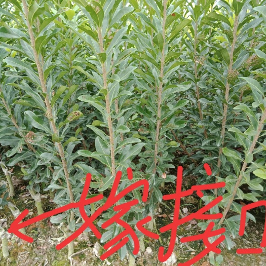 靖州县荸荠杨梅种苗 