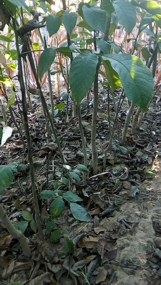 薄皮核桃苗 