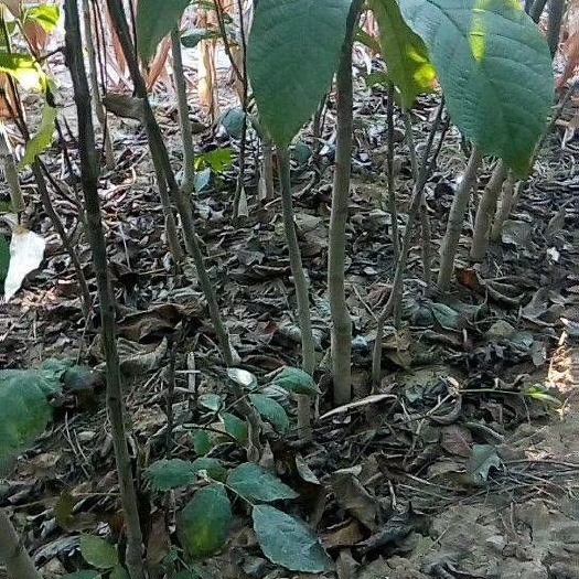 绛县薄皮核桃苗 