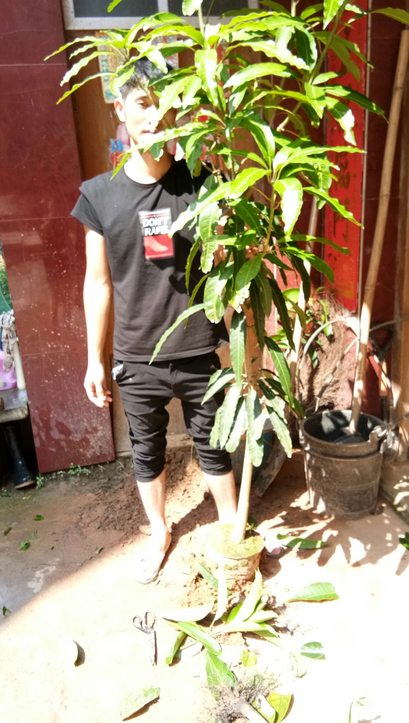 金煌芒果苗