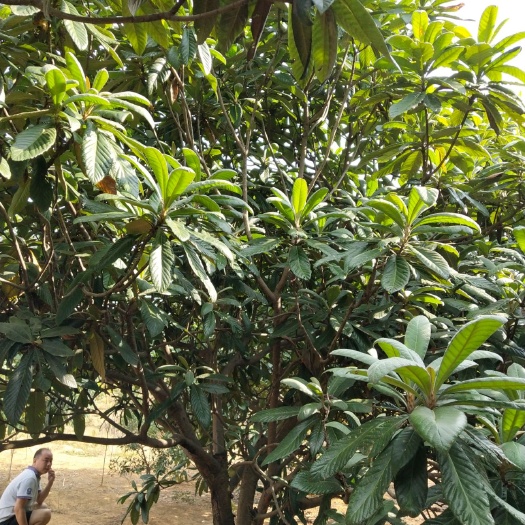 九江塘栖白沙枇杷树