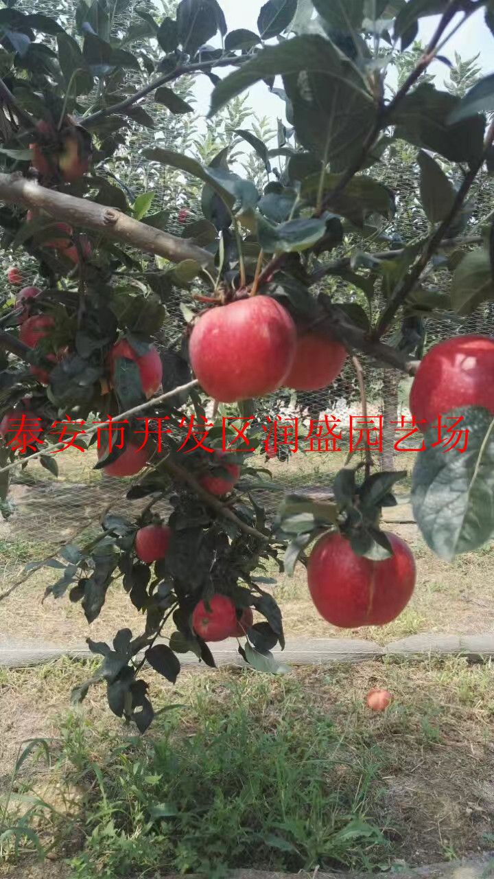  鲁丽苹果树苗 保证正品 签订合同