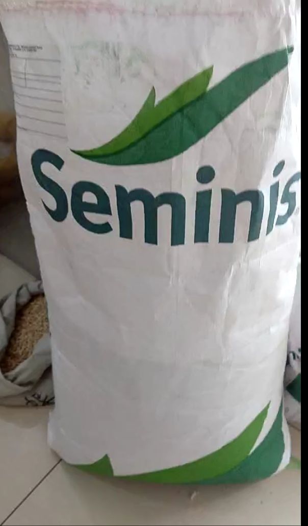 春秋盛丰菠菜种子