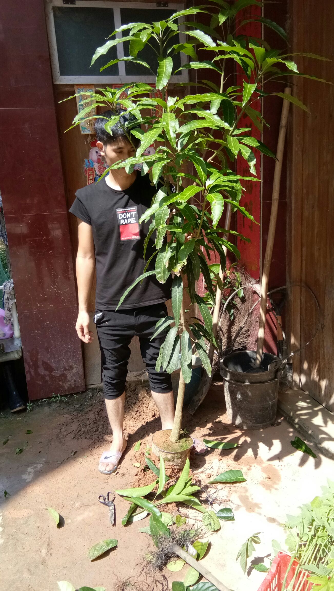 金煌芒果苗