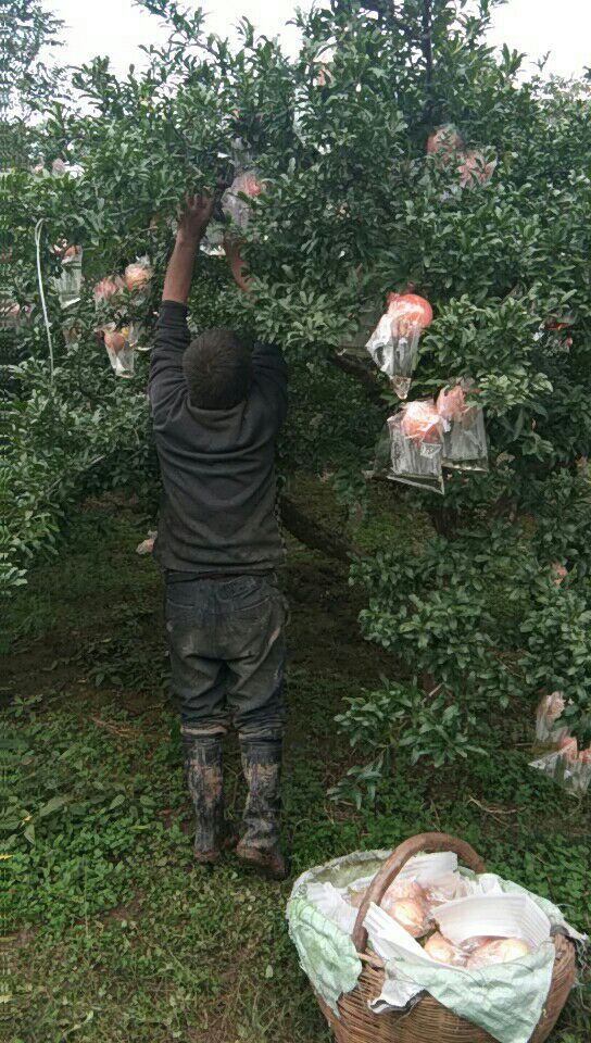 石榴  自产自销