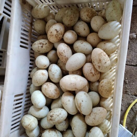 舞阳县土鸭蛋 食用 散装 