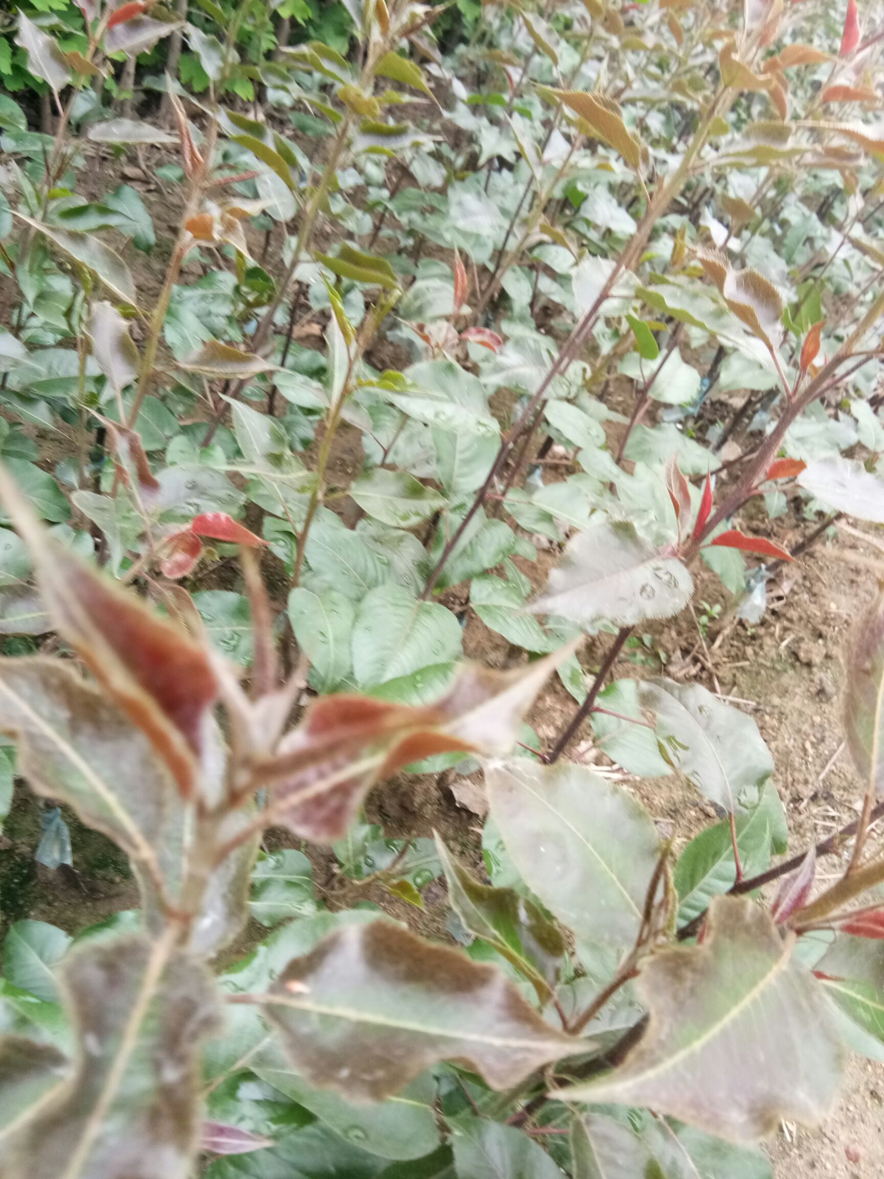 红色之爱苹果苗 0.5~1米