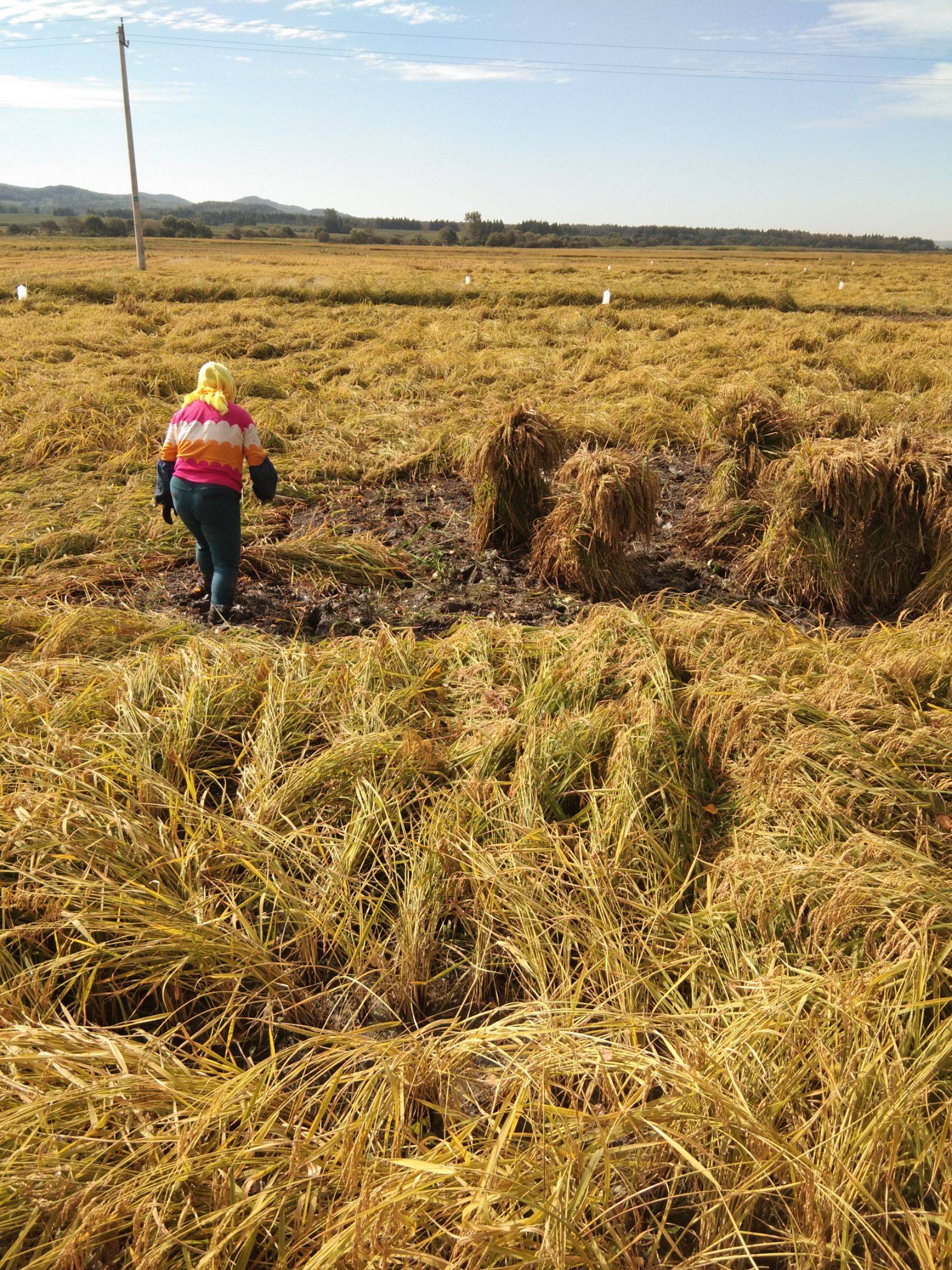 稻花香二号大米  长粒香，大米，东北大米，农户种植产地直销。