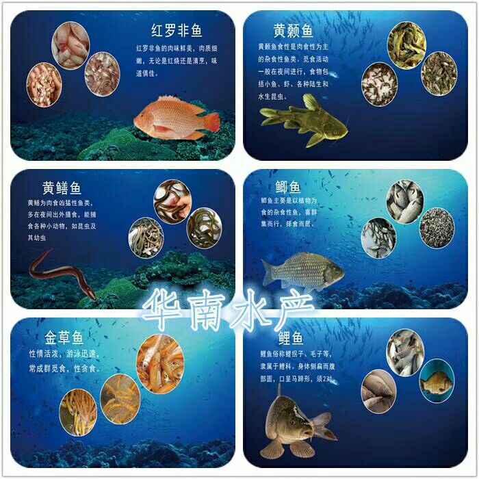 斑鳜 人工养殖 0.8斤以下