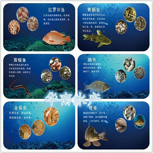 肇庆斑鳜 人工养殖 0.8斤以下