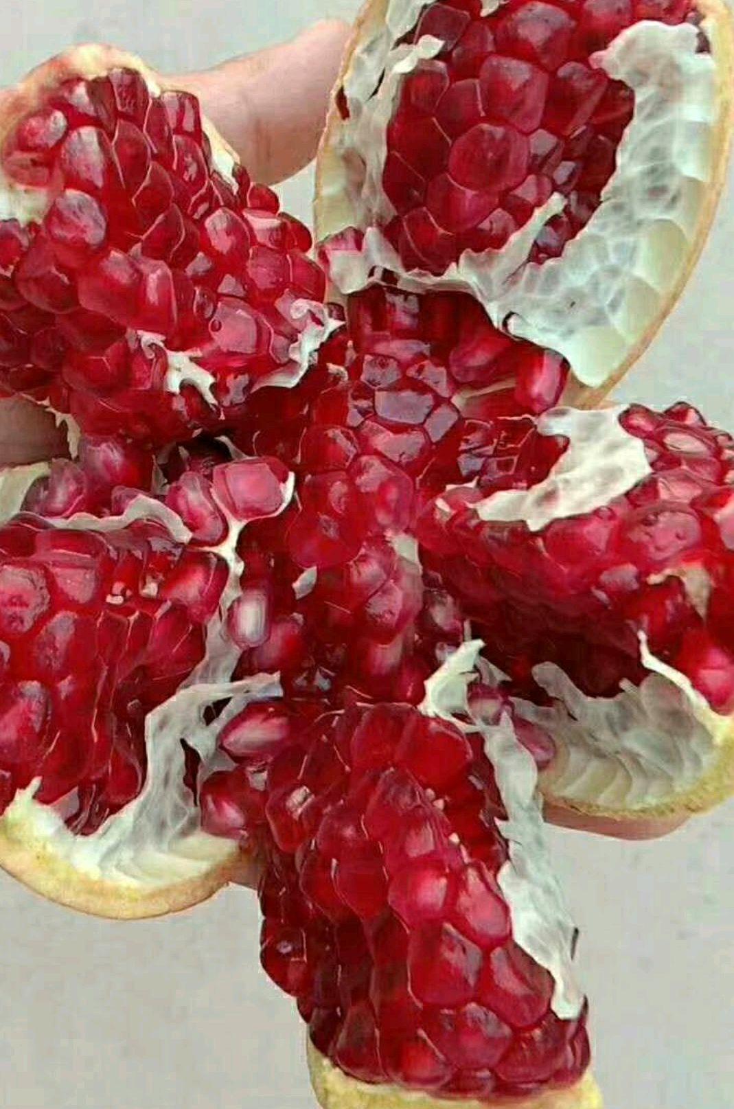 突尼斯软籽石榴树苗