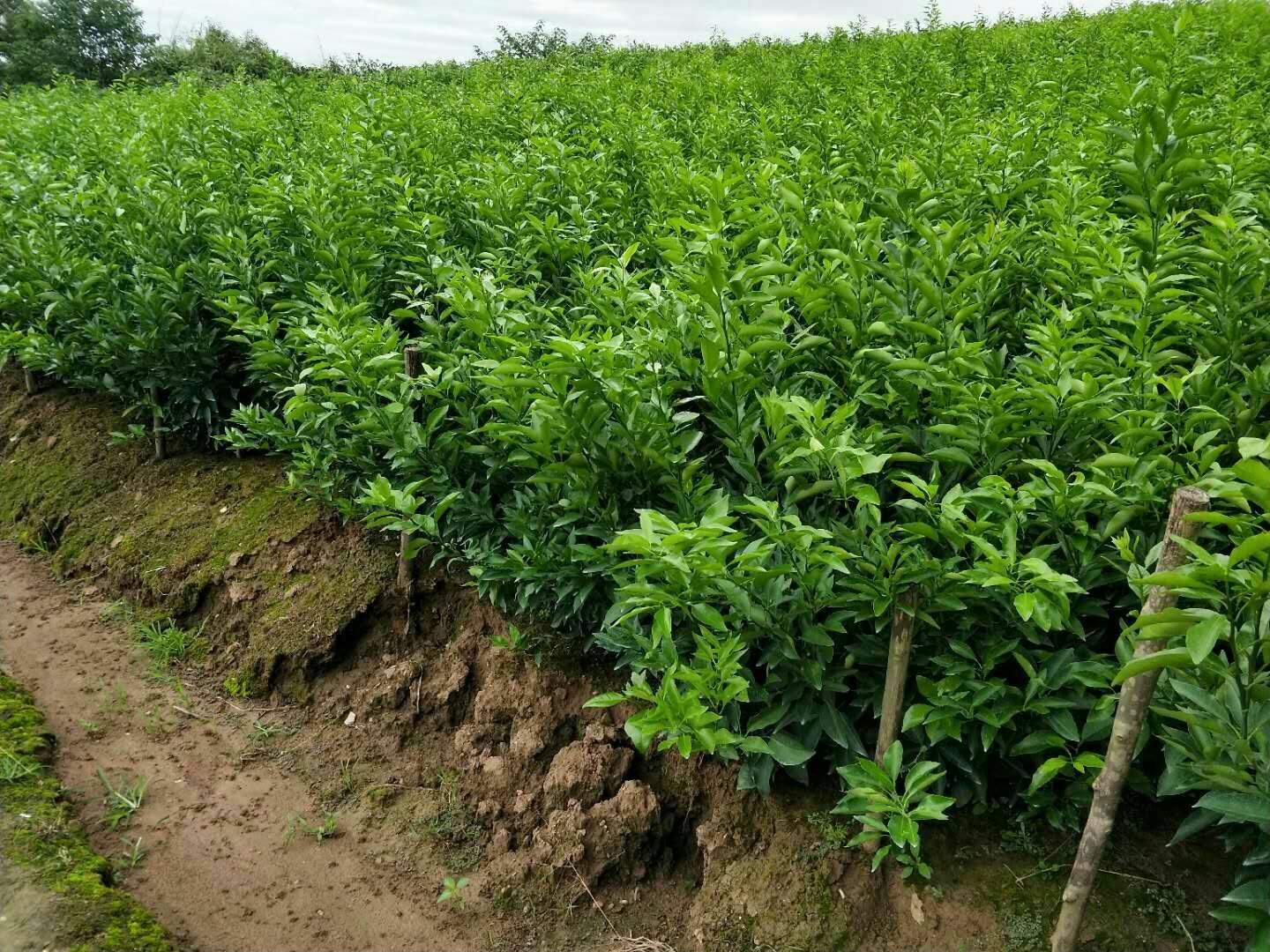 无核沃柑苗 嫁接苗 0.2~0.35米 