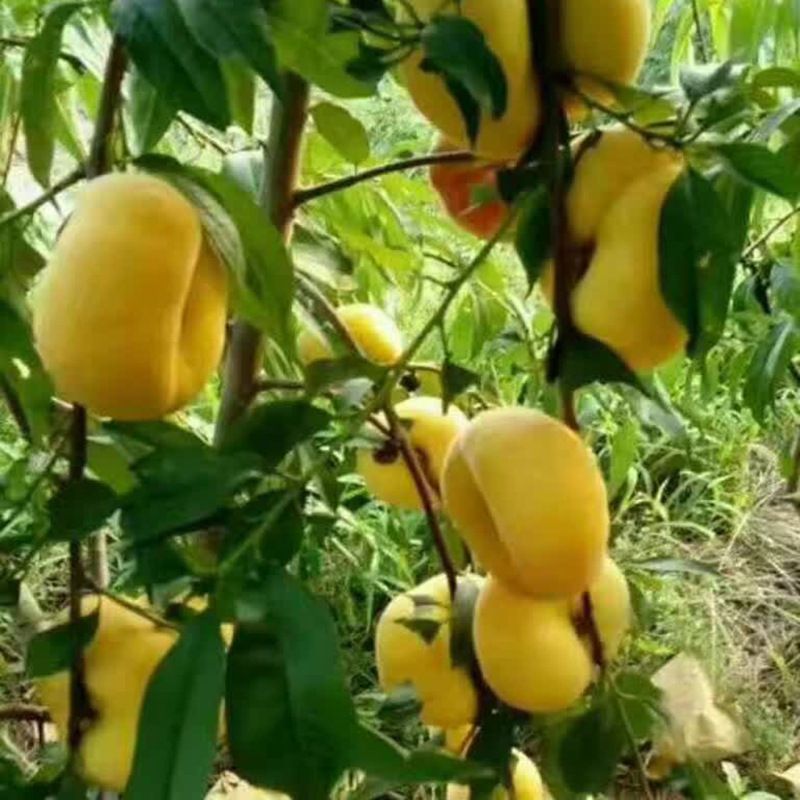 中油蟠7号桃苗 1~1.5米