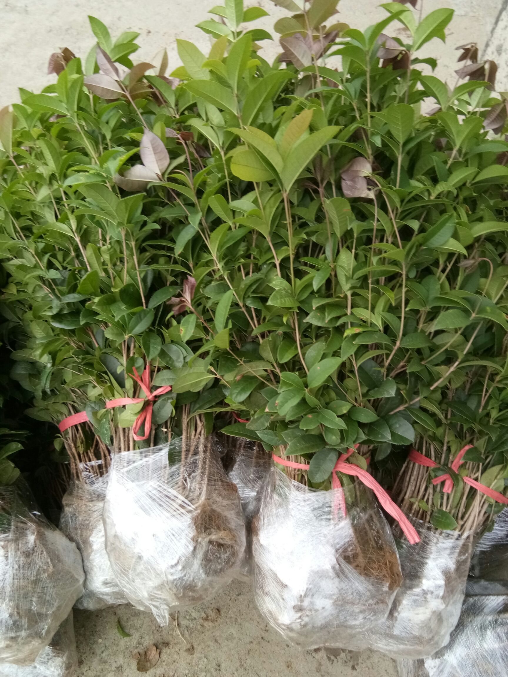 桂花树苗  八月黄花金桂花树小苗