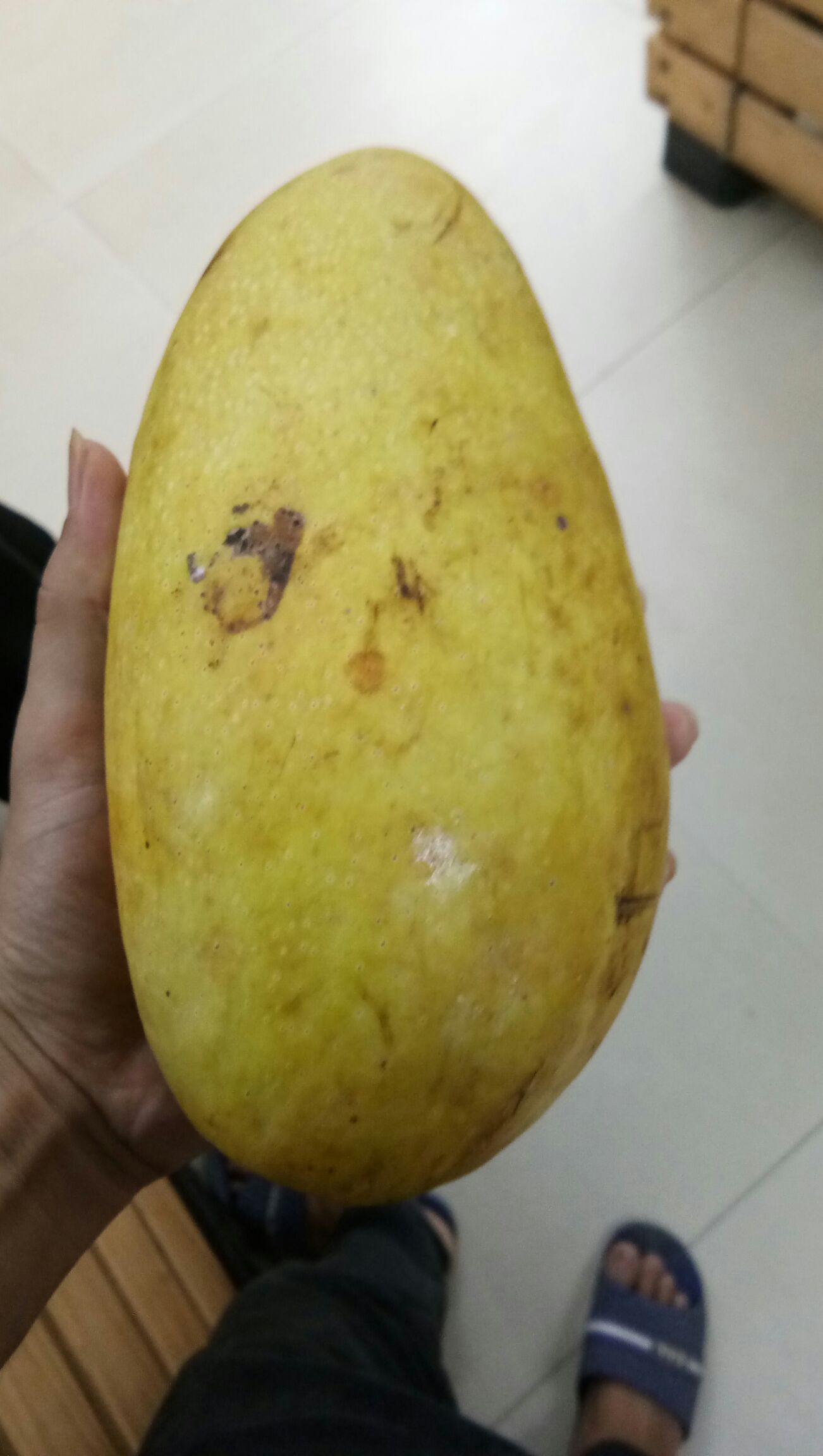金煌芒果苗