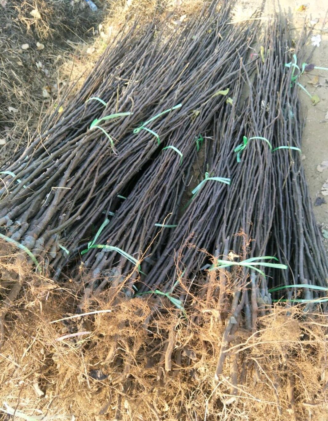 早酥红梨苗 1~1.5米