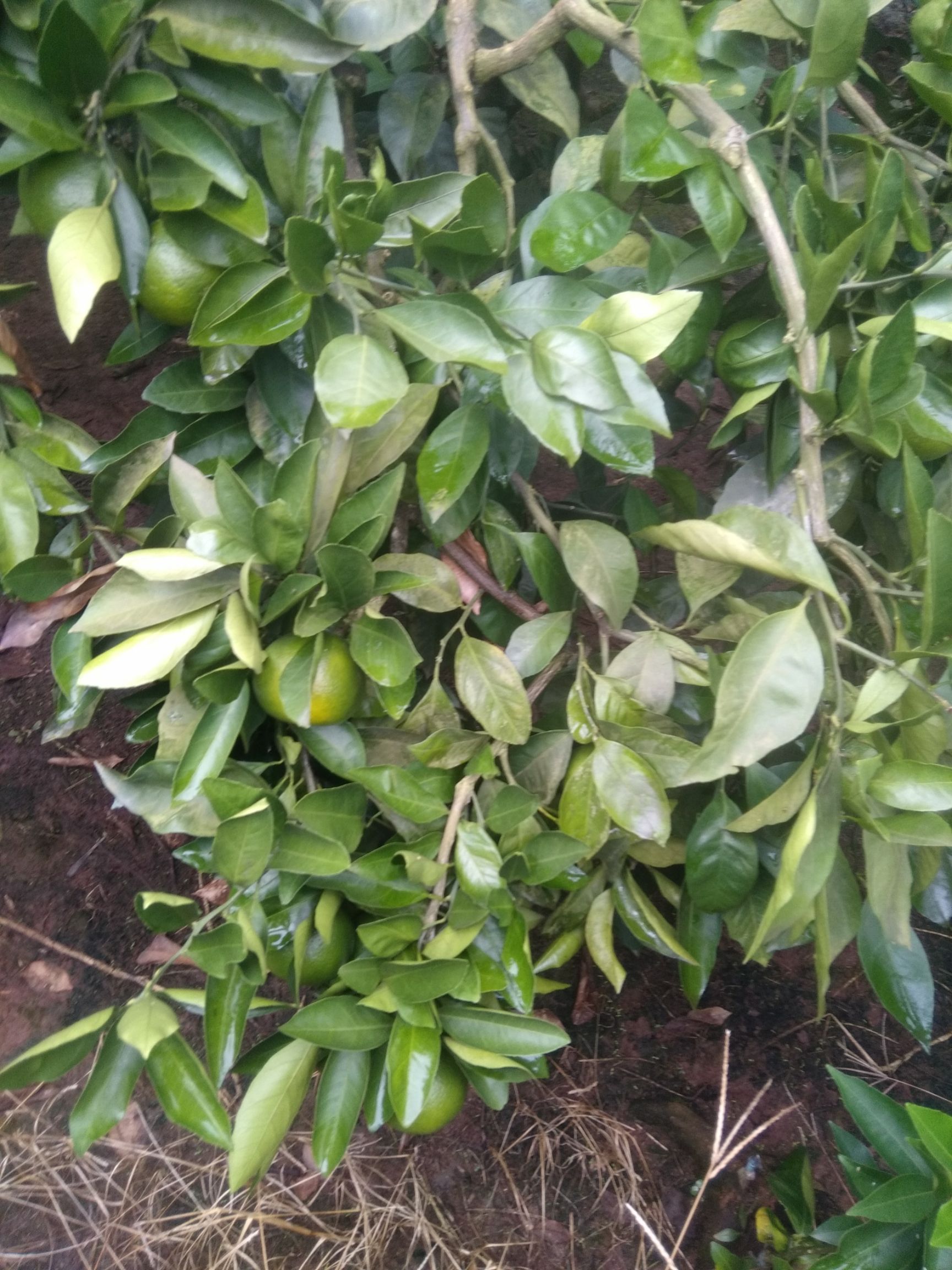 蜜桔 5.5 - 6cm 3两以上