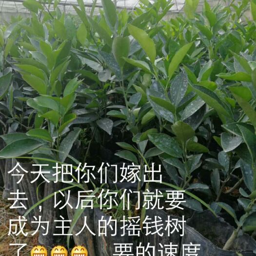 兴国县纽荷尔脐橙苗 嫁接苗 0.5米以下